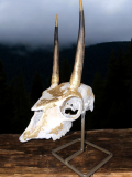Steenbokkie